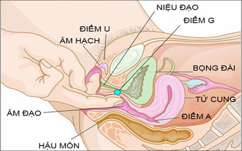 Hướng dẫn treo cua khiến chị em mê mẩn - Chonphongthe.com