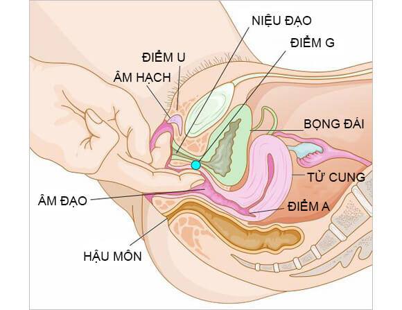 cách móc cua cho ai chưa biết