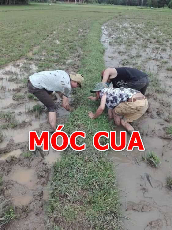 Móc cua là gì?