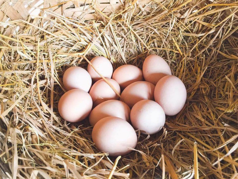 Dinh dưỡng cho gà đẻ trứng tốt trong mùa hè