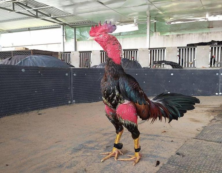Chọi gà Thổ Hà - Bậc thầy võ thuật trong thế giới chọi gà - Thế giới chọi gà