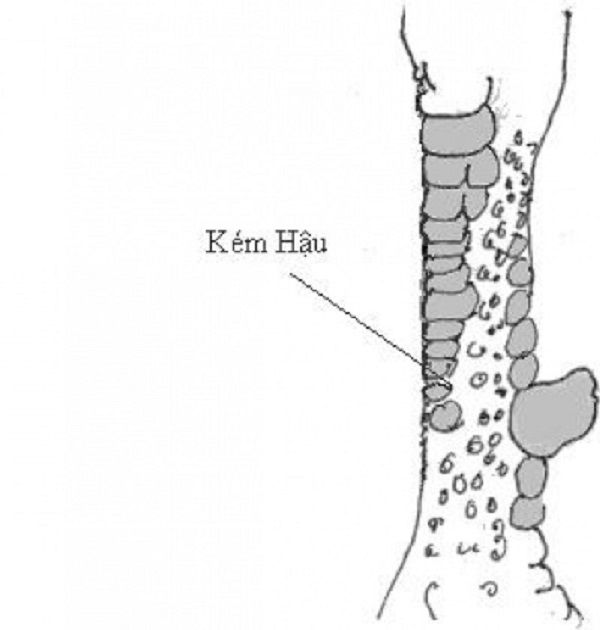 12 kiểu vảy gà chọi xấu cần “TRÁNH” [Có hình ảnh minh họa]