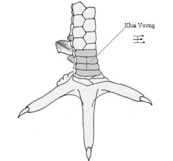 12 loại vảy gà chọi xấu cần “TRÁNH” [Có hình ảnh minh họa]