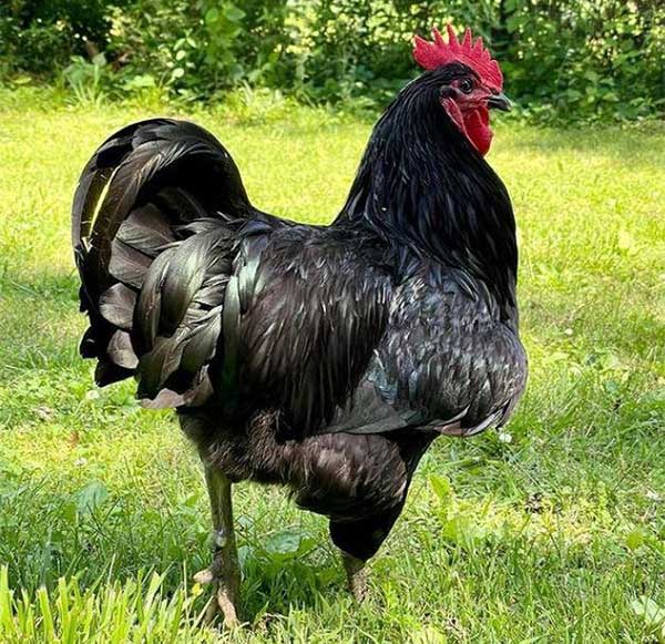 Khám phá giống gà thuần chủng lớn nhất thế giới - KhoaHoc.tv