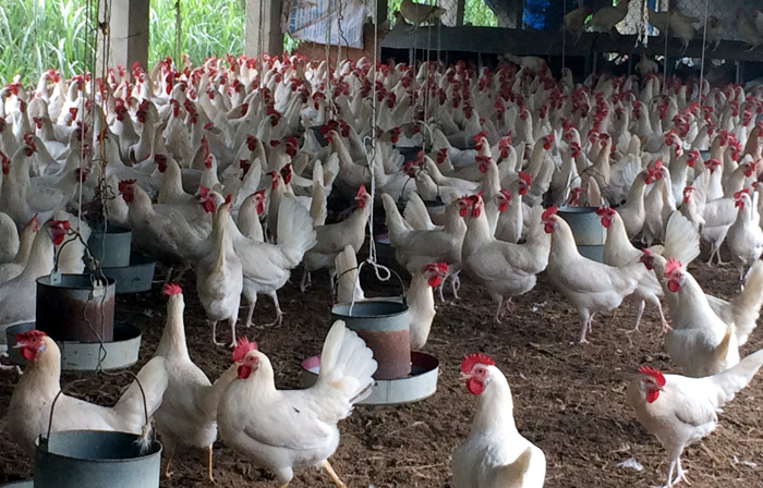 Giới thiệu giống gà Ai Cập, giống gà siêu trứng hiệu quả kinh tế cao