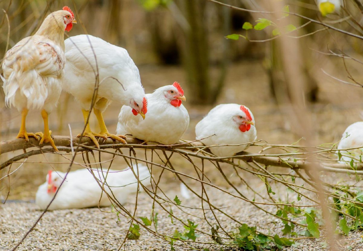 Các yếu tố ảnh hưởng đến tuổi thọ của gà - QUYÊN TRỨNG GÀ - miễn phí giao hàng toàn quốc