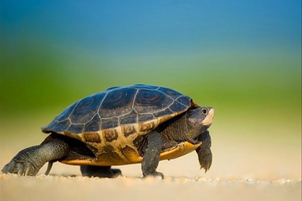 Con rùa là số mấy? Nằm mơ thấy rùa bị cắn hoặc rùa chết có ý nghĩa gì?