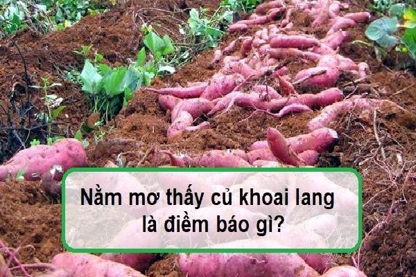 Mơ thấy khoai lang là điềm báo gì? Đánh số mấy? - NgayAm.com