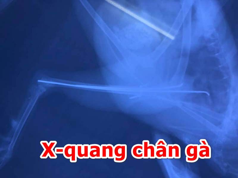 Gà chọi bị cắt móng có được không?