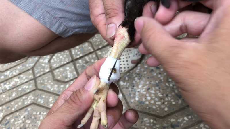 Cách Băng Cựa Gà Chi Tiết Và Hiệu Quả Từ Các Chuyên Gia