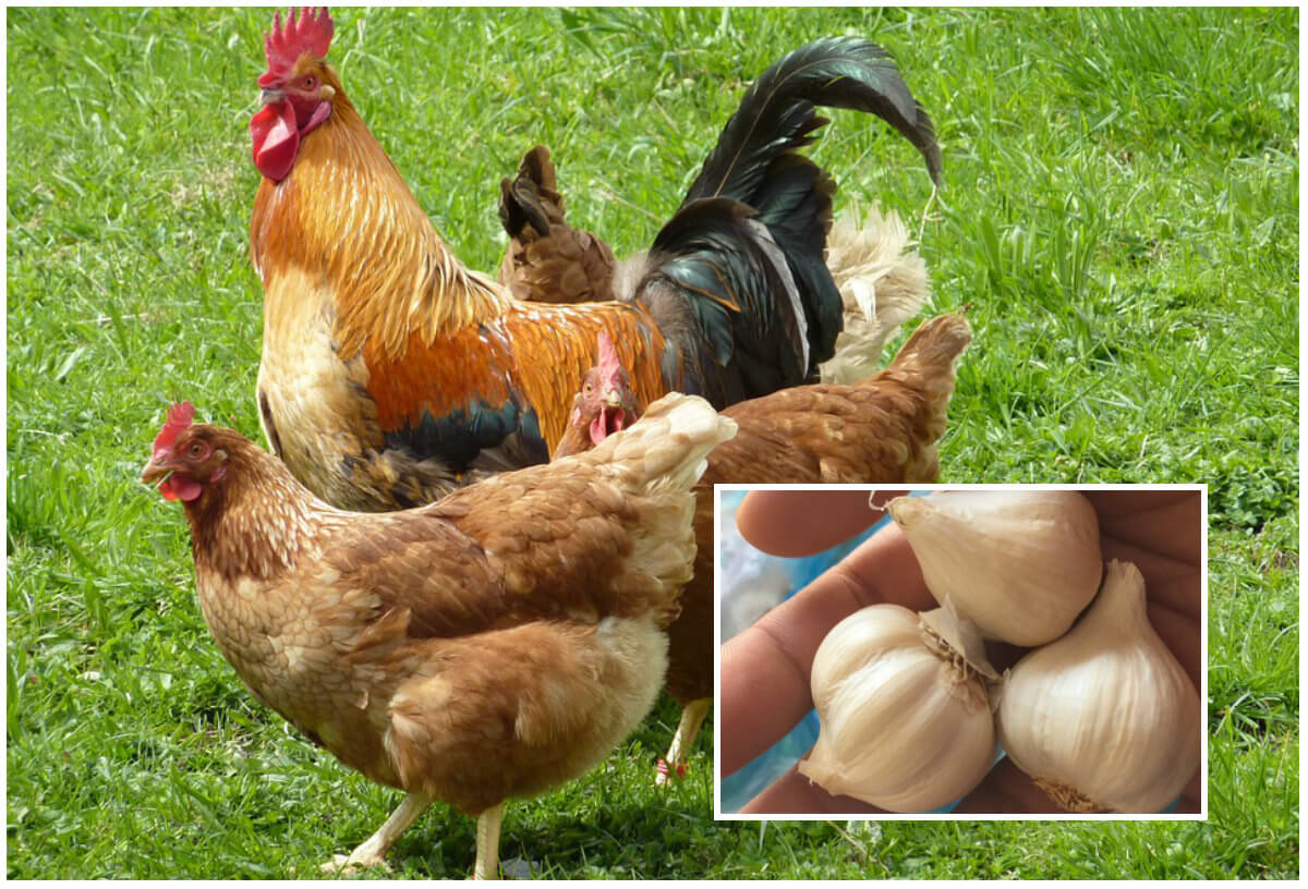 Tỏi có thực sự tốt cho gà không và sử dụng tỏi như thế nào cho đúng cách?