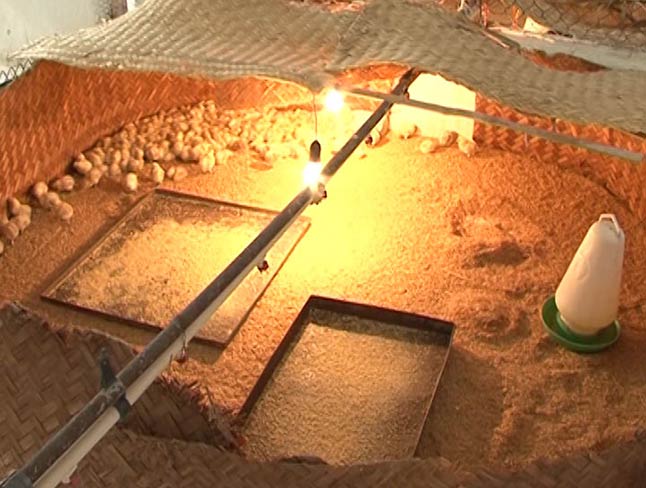 Kỹ thuật úm gà con trong 3 tuần đầu tiên sau nở - Phú Gia Group