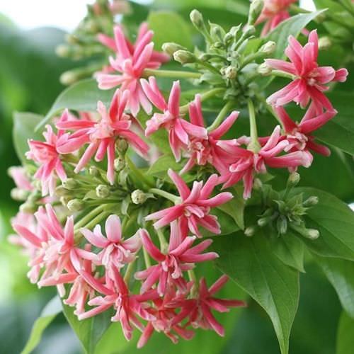 Tìm Hiểu Ý Nghĩa Hoa Sử Quân Tử Trong Cuộc Sống Và Phong Thuỷ
