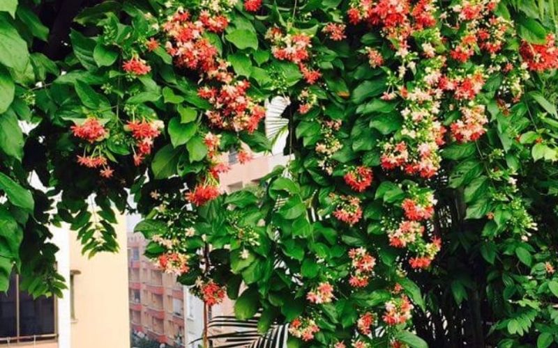 Sự tích hoa sử quân tử