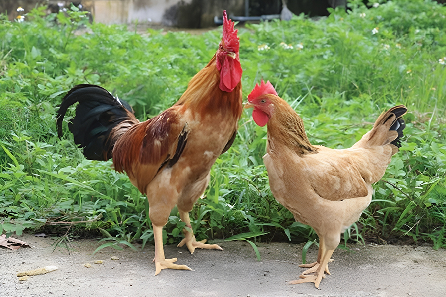 Cách phân biệt gà ta và gà công nghiệp | Máy vặt lông gà siêu tốc