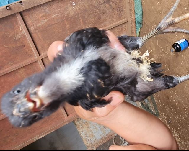 Gà bị liệt chân - gà bị bại liệt uống thuốc gì nhanh khỏi? - Niên Giám Nông Nghiệp