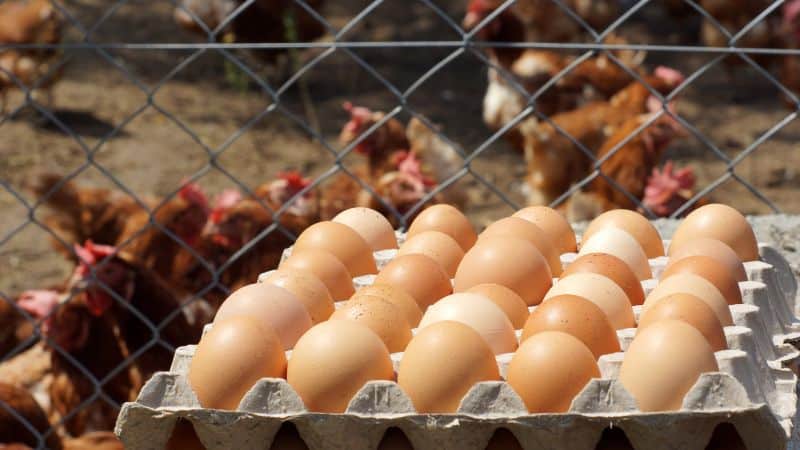 Gà ấp Bao Nhiêu Ngày Thì Nở