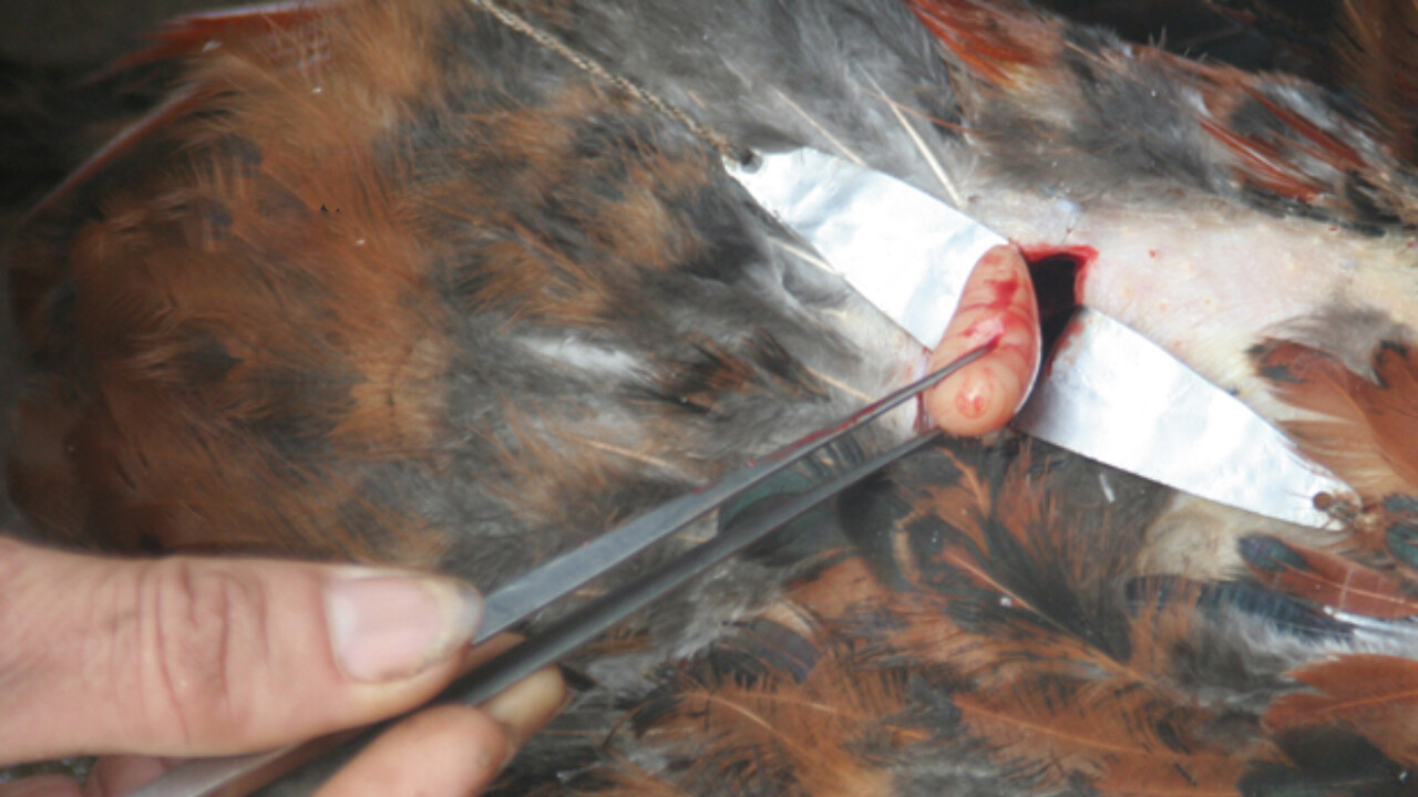 2 phương pháp thiến gà đá đúng cách bạn nên biết