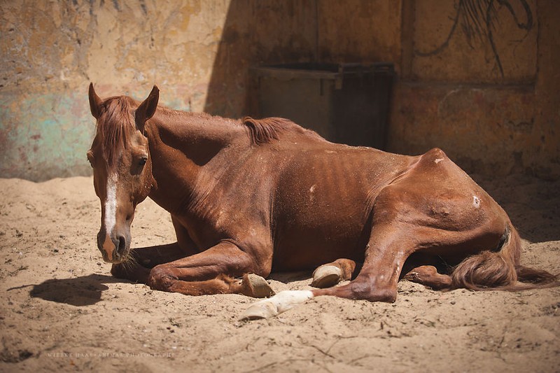 Con số kỵ tuổi Ngọ