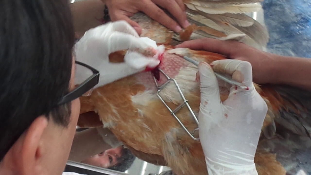 2 phương pháp thiến gà đá đúng cách bạn nên biết