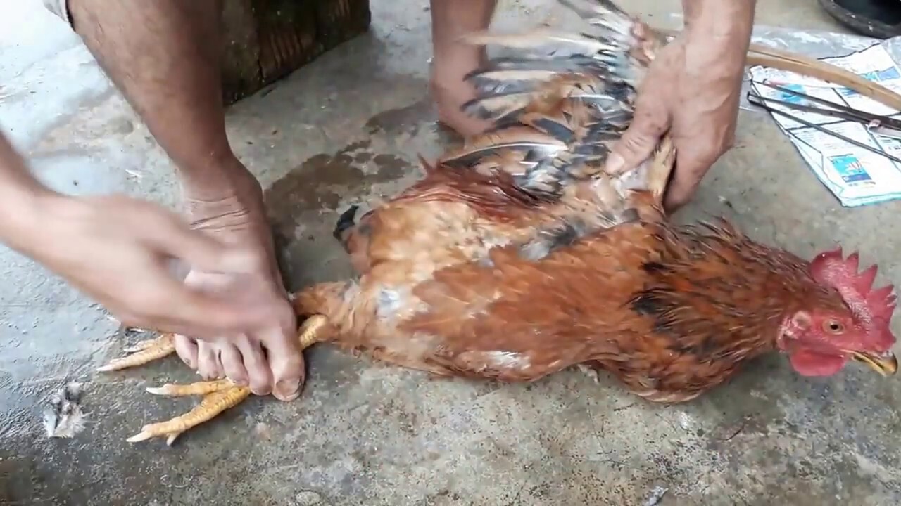 2 phương pháp thiến gà đá đúng cách bạn nên biết