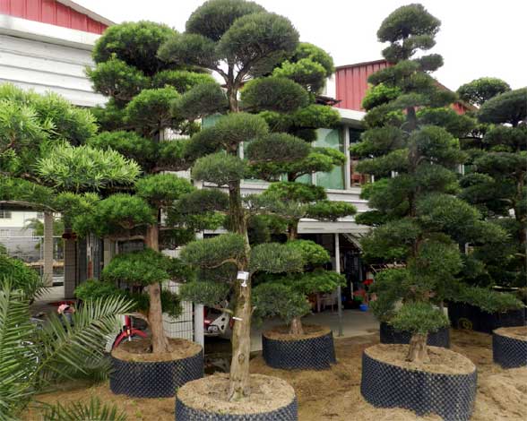 Tùng la hán: Ý nghĩa và 5 dáng thế đẹp của cây