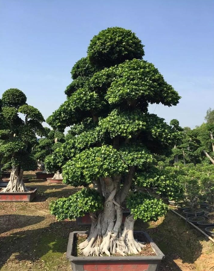 Tùng la hán: Ý nghĩa và 5 dáng thế đẹp của cây