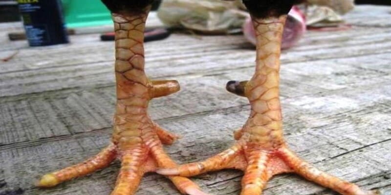 Vảy Huyền Trâm Là Gì? Cách Huấn Luyện Gà Vảy Huyền Trâm Chuẩn Nhất